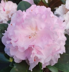 Rhododendron 'Silberwolke'